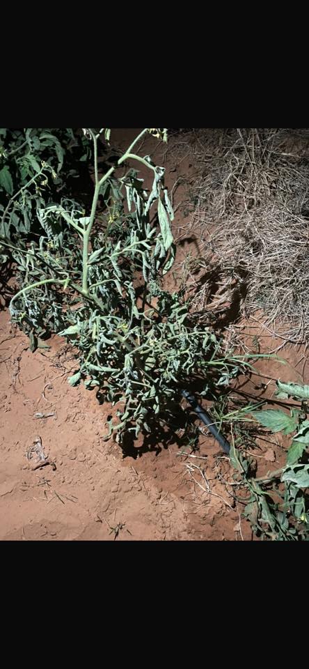 السلام عليكم 
الطماطم ده سمدتو ب يوريا وكسكسي ومحبب يوناني 12-24-12 وردمت بعدها ب 3 ايام عطيت مبيد فطري واليوم لقيت الشتلة زي كدة ايه الحل وشكراا